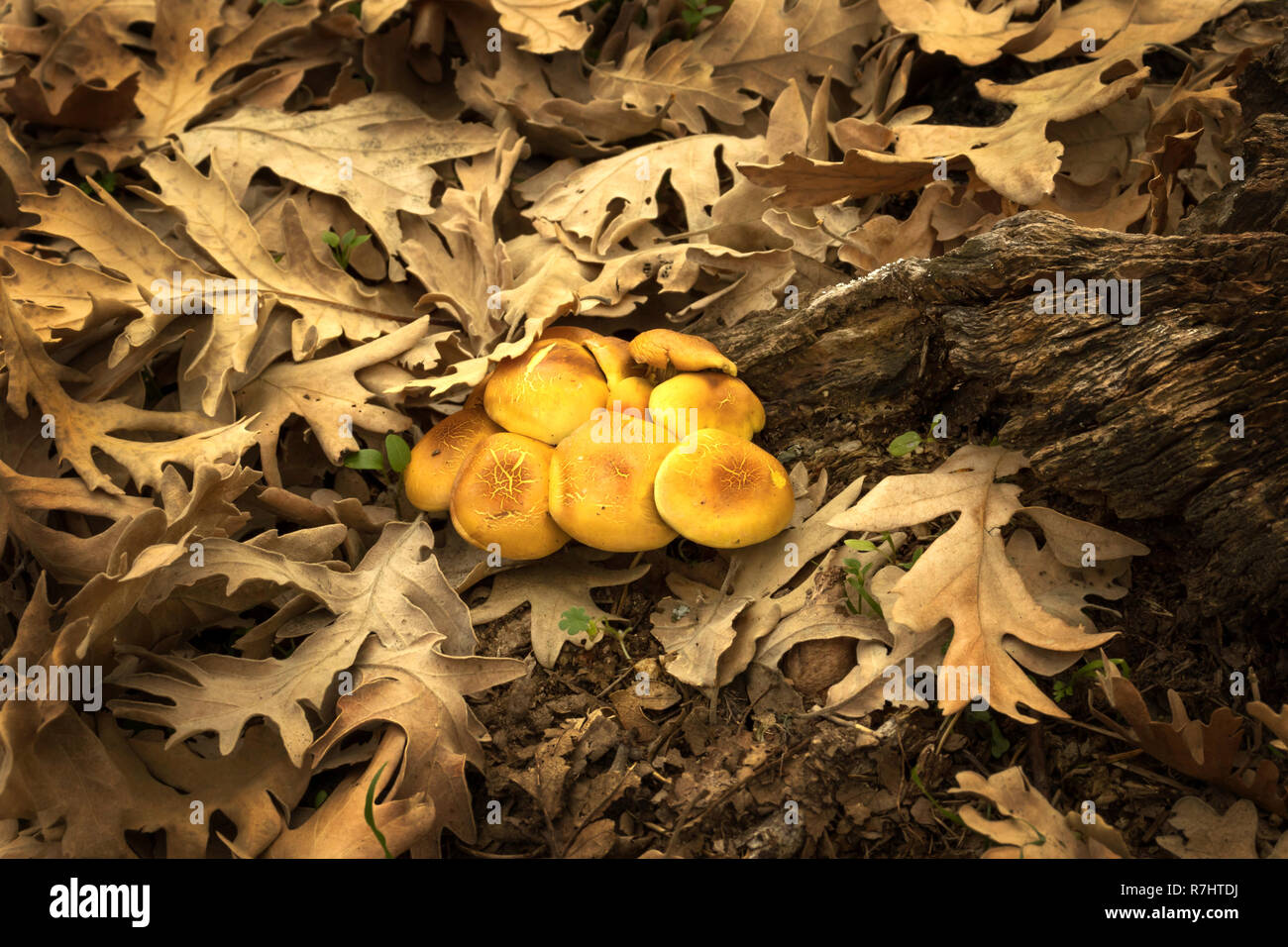 Autumn mushrooms on tree bark with dry leaves Stock Photo