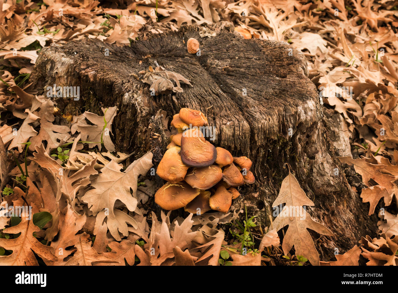 Autumn mushrooms on tree bark surrounded by dry leaves Stock Photo