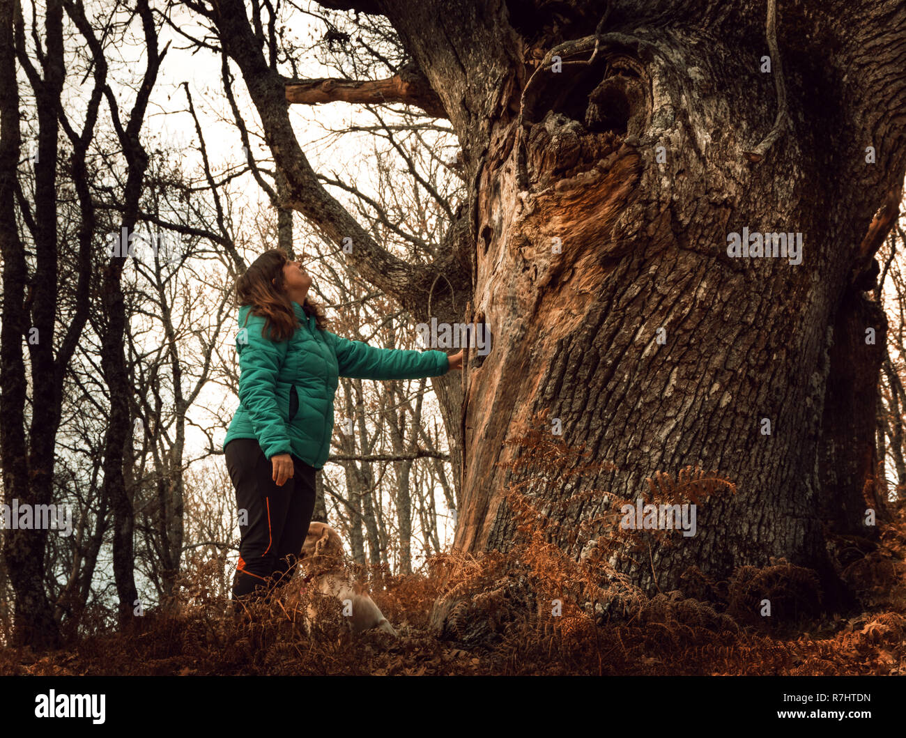 Woman touching an old tree in a forest in autumn in a forest Stock Photo