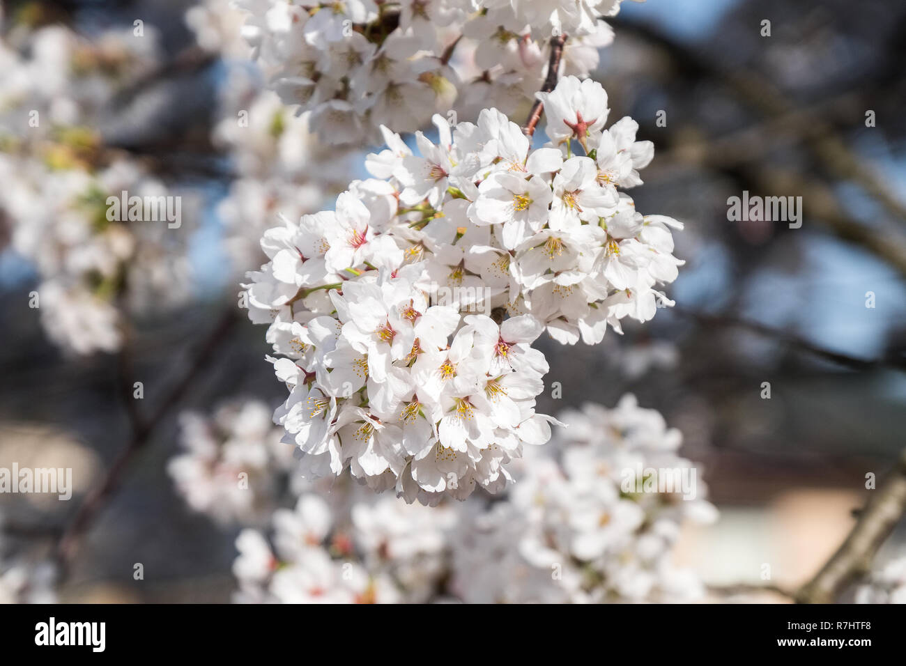Full bloom cherry blossom in Takayama, Japan Stock Photo - Alamy