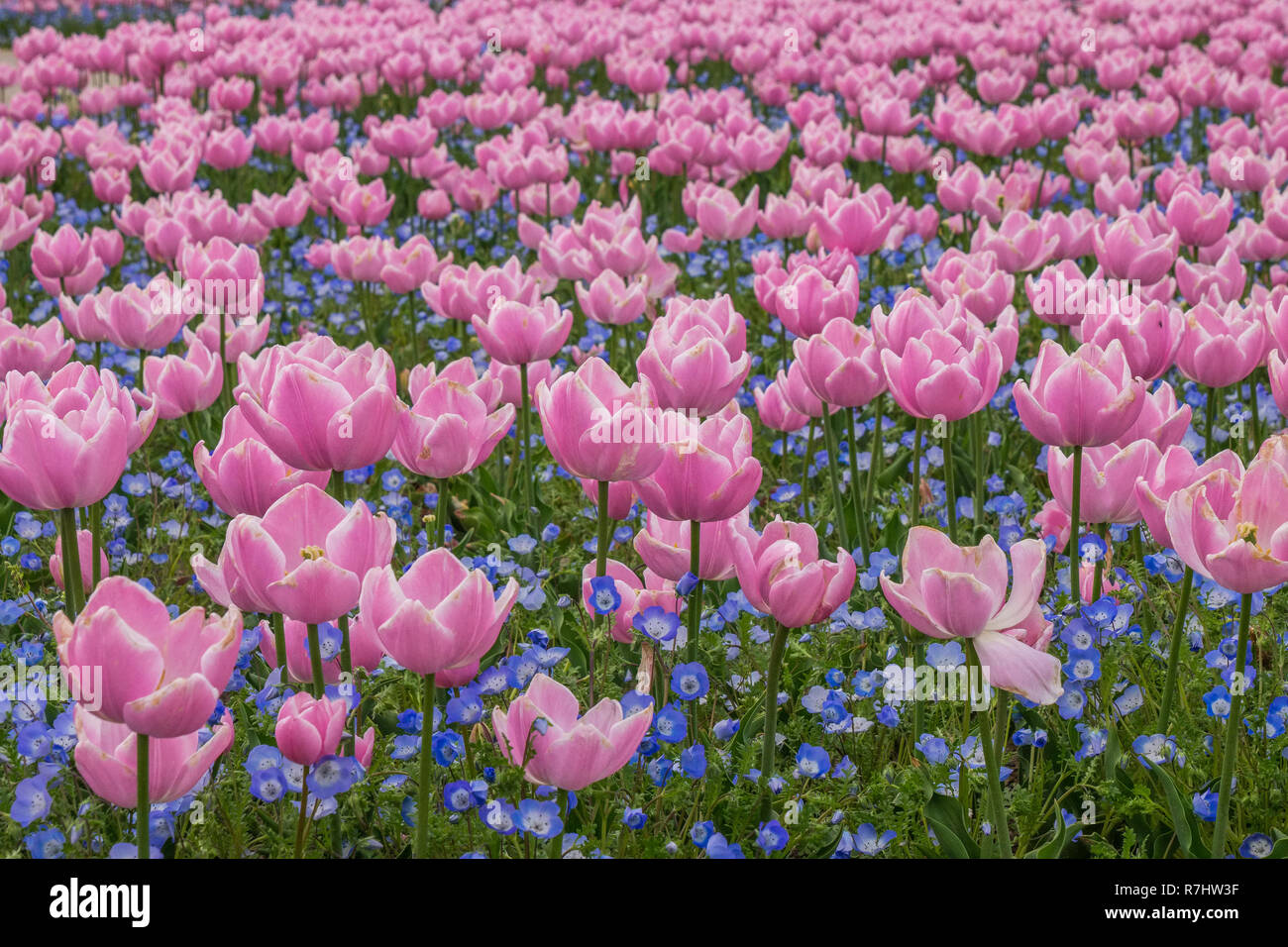 tulip field in nabana no sato, a famous flower garden in japan stock