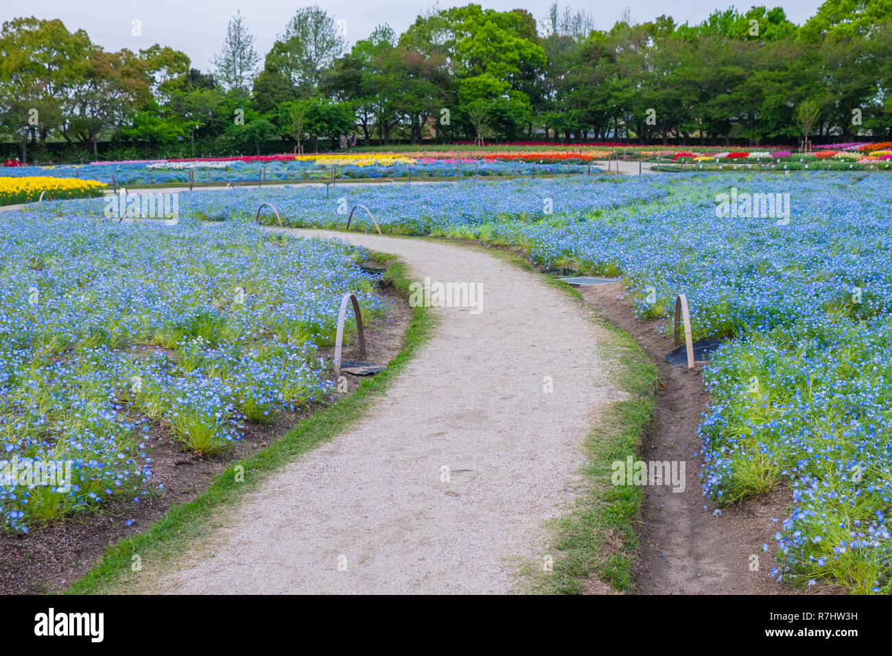 nemophilia field in nabana no sato, a famous flower garden in japan