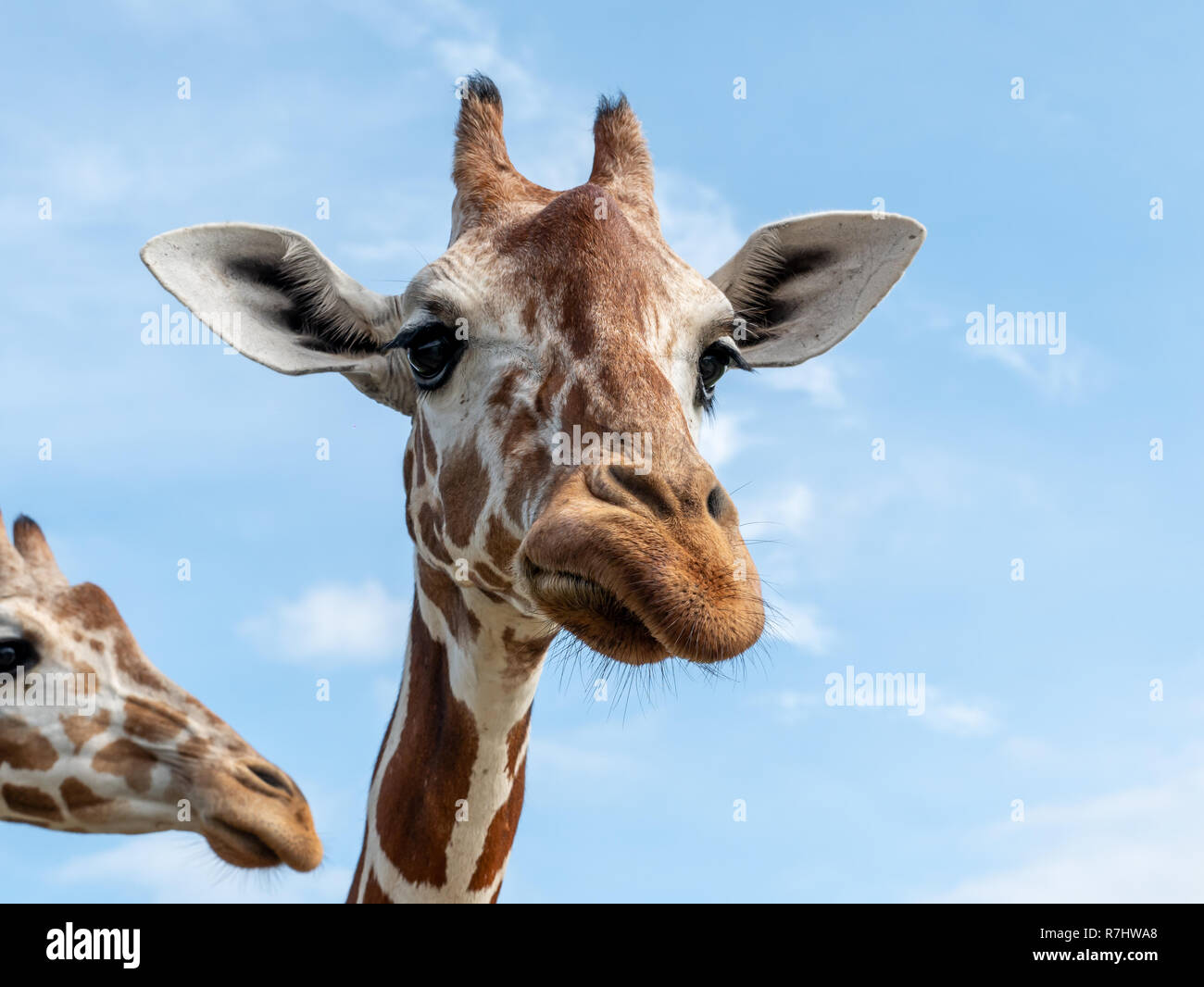 Cute giraffe face in the Calauit Safari Park, Palawan, Philippines ...