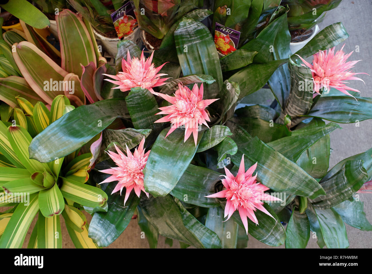 Australian bromeliads Stock Photo