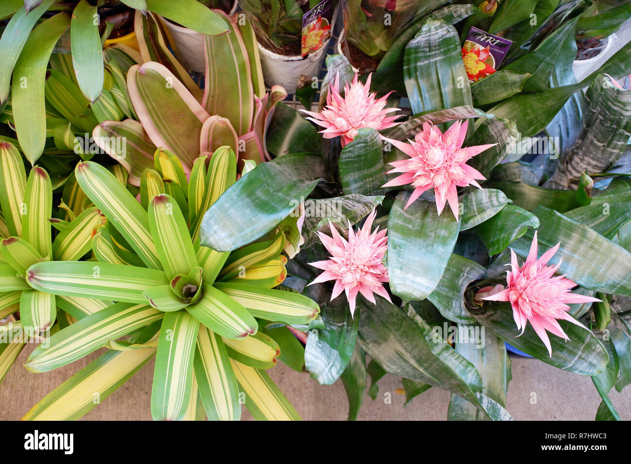 Australian bromeliads Stock Photo