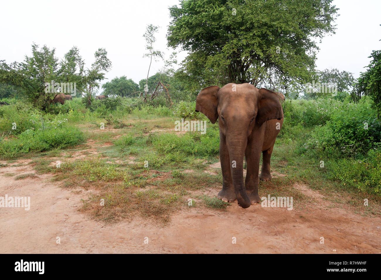 Closeup picture of an asian Elephant inside the Udawalawe nation Stock Photo