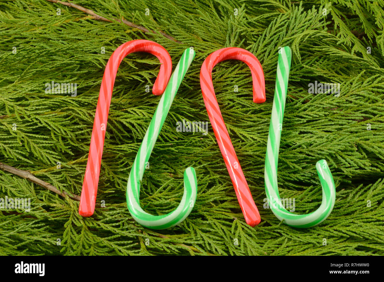 Red and green Christmas candy canes on cedar Christmas greens Stock
