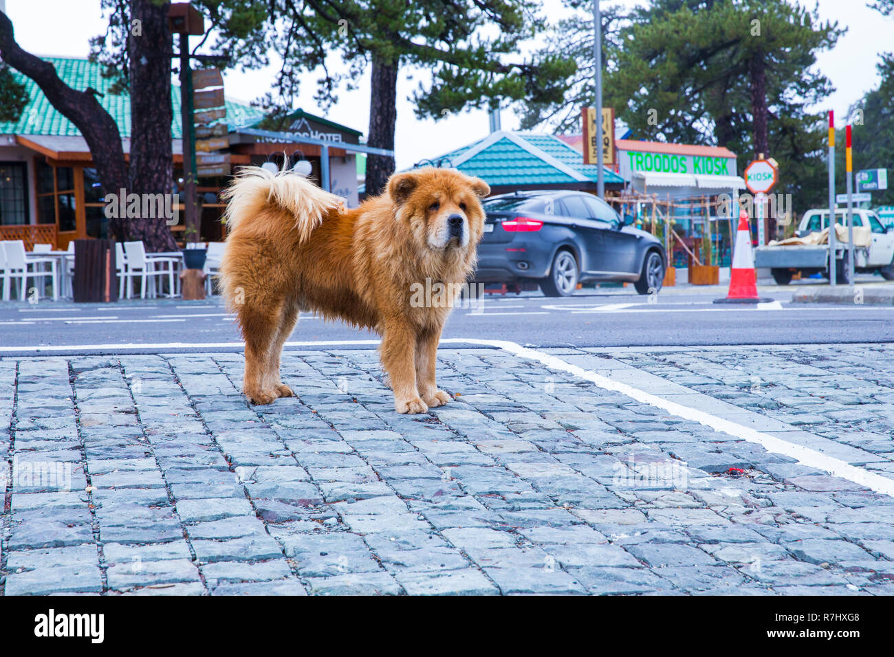 City Paphos, Cyprus. On the street chow chow dog and buildings. Travel photo 2018 december. Stock Photo