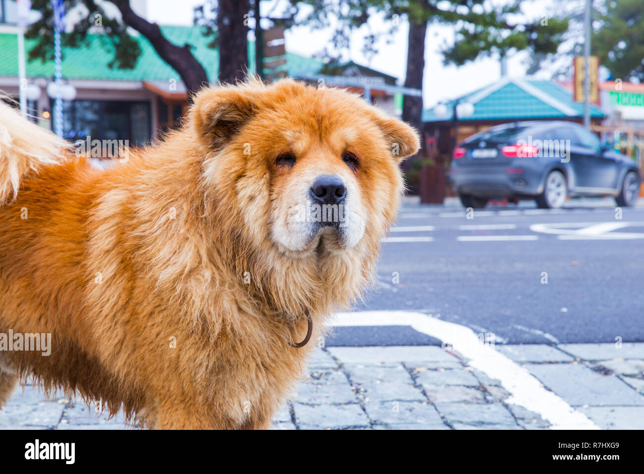 City Paphos, Cyprus. On the street chow chow dog and buildings. Travel photo 2018 december. Stock Photo