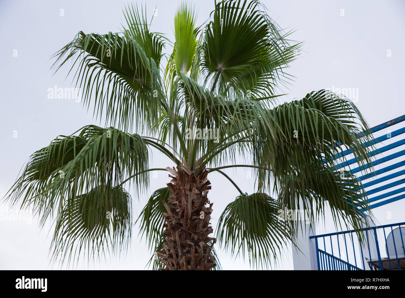 City Paphos, Cyprus. Big green palm at street. Travel photo 2018, december. Green leafs. Stock Photo