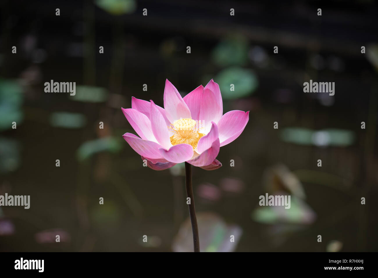 A beautiful and colourful Lotus flower in Bali, Indonesia Stock Photo Alamy