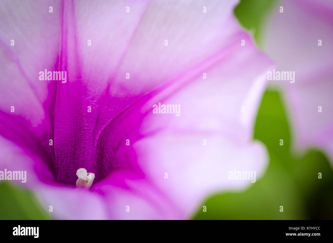 Moonflower hi-res stock photography and images - Alamy