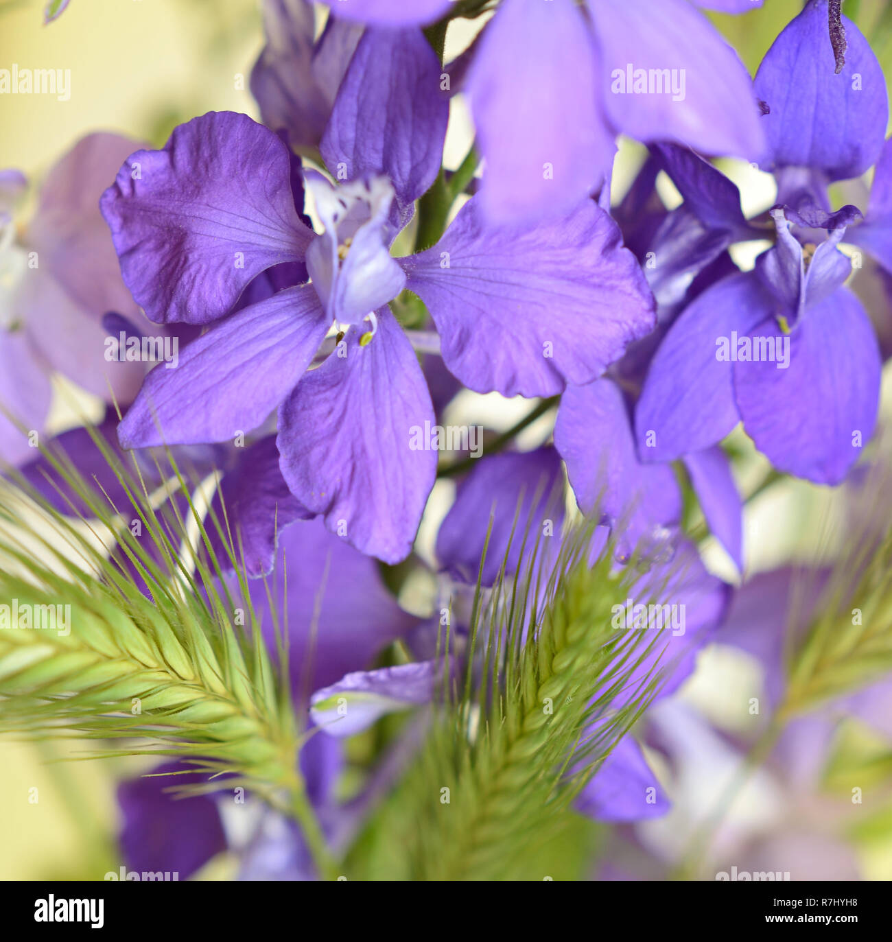 Purple flowers of delphinium and grass spikes Stock Photo