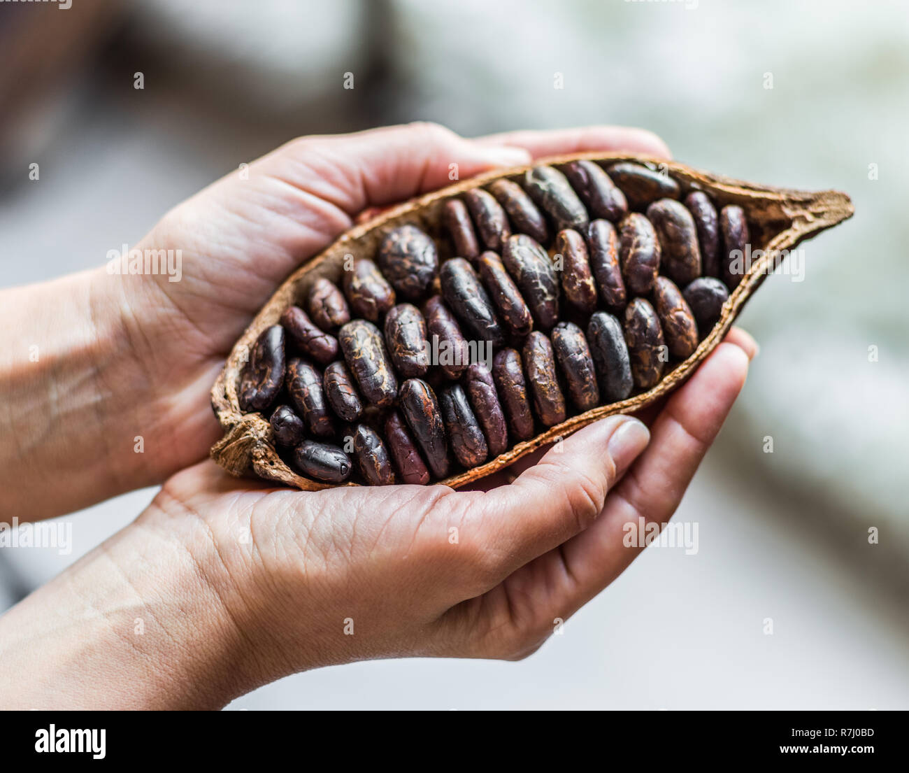 Cocoa pod in the hands close-up. Stock Photo