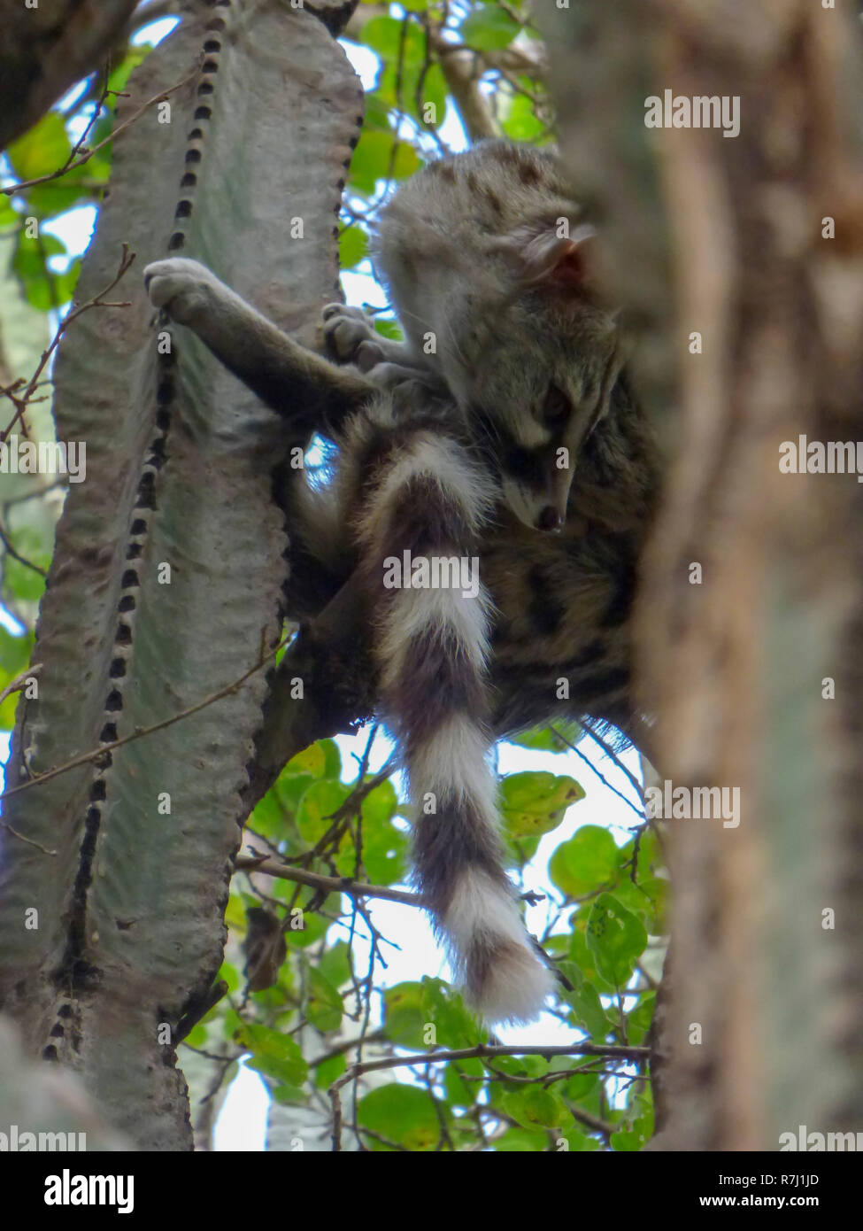 common genet (Genetta genetta) in a tree. The common genet is a solitary carnivore that inhabits woodlands. It is arboreal, resting in trees during th Stock Photo