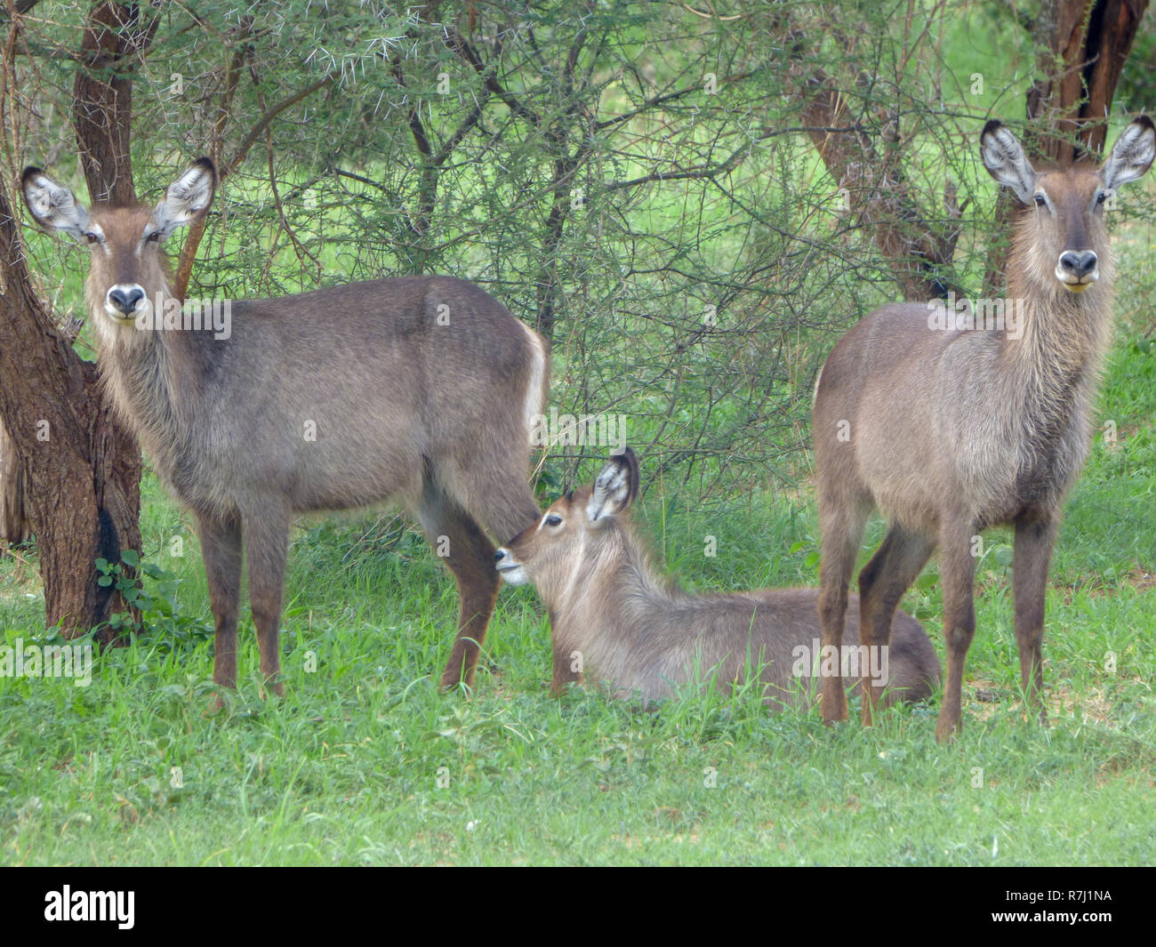 Female Ellipsen Waterbuck (Kobus ellipsiprymnus) Waterbucks are large antelopes that are found near to water in the grasslands and savannahs of southe Stock Photo