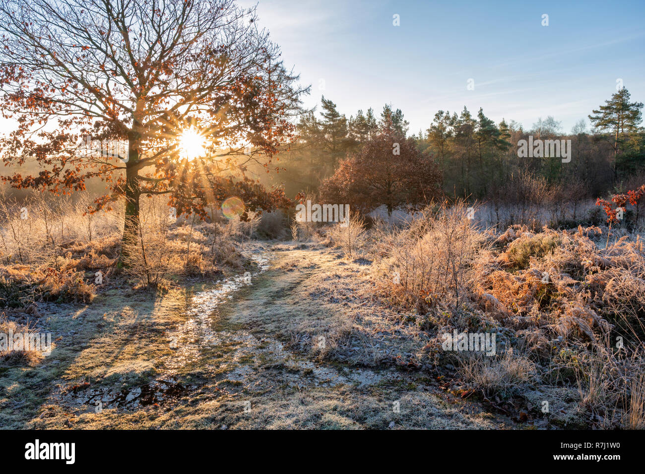 Cleddon bog nature reserve near Trellech. Stock Photo