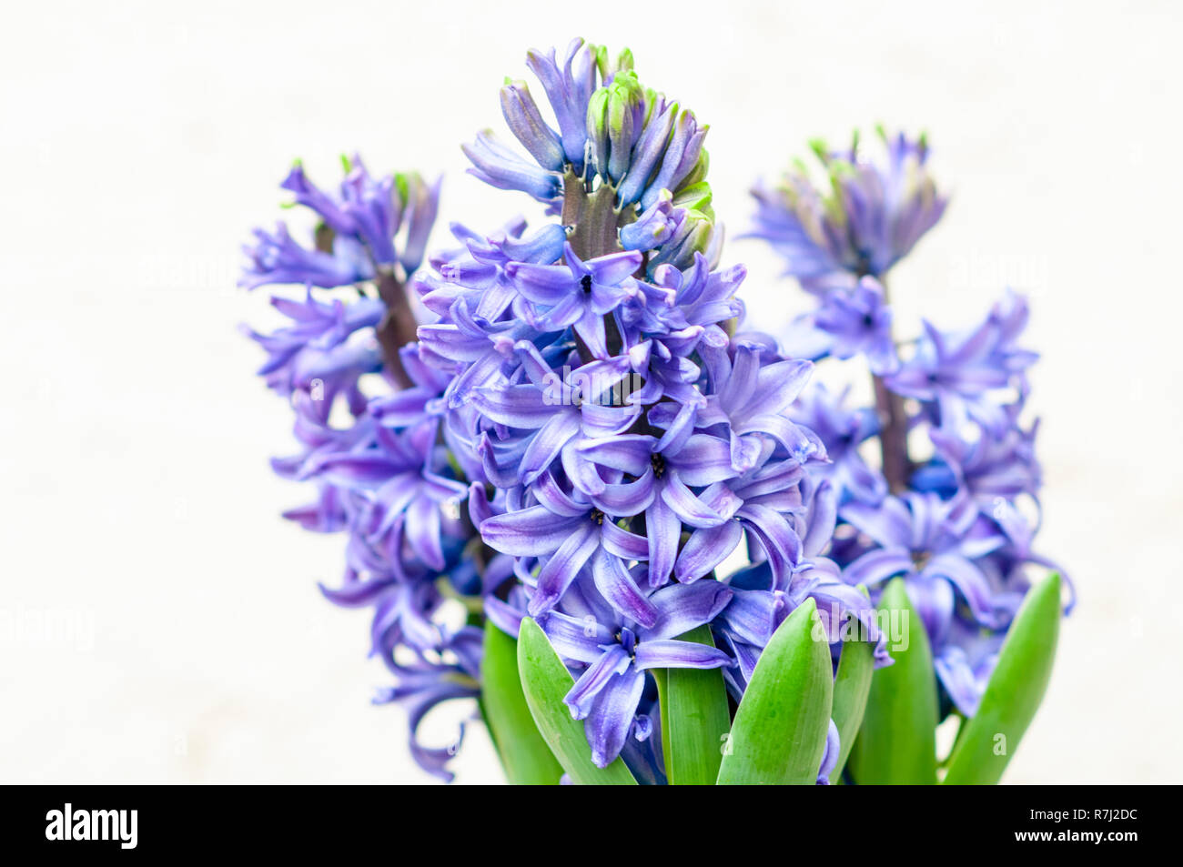 Selective focus of a purple Hyacinth (Hyacinthus orientalis hybrid) Stock Photo