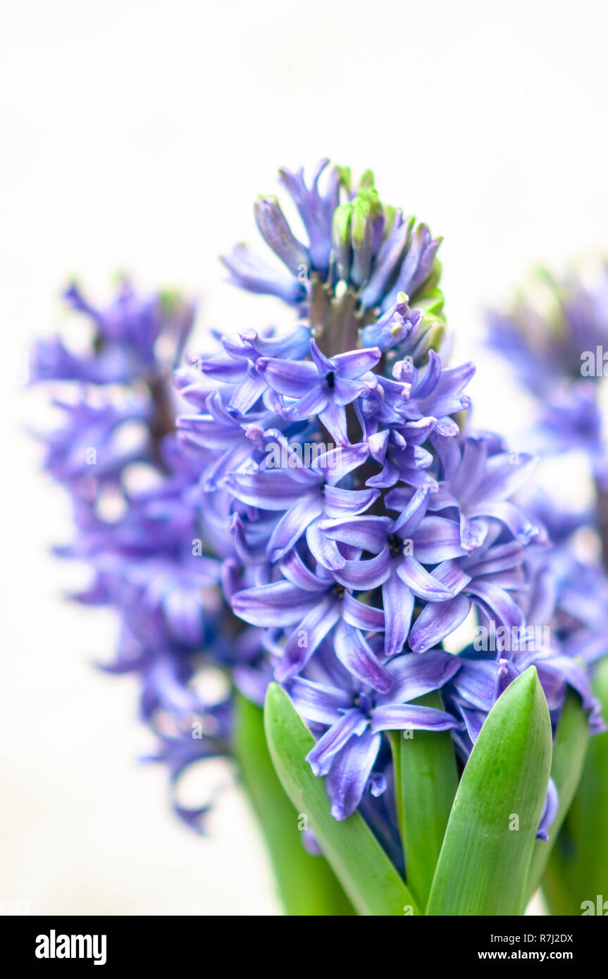 Selective focus of a purple Hyacinth (Hyacinthus orientalis hybrid) Stock Photo