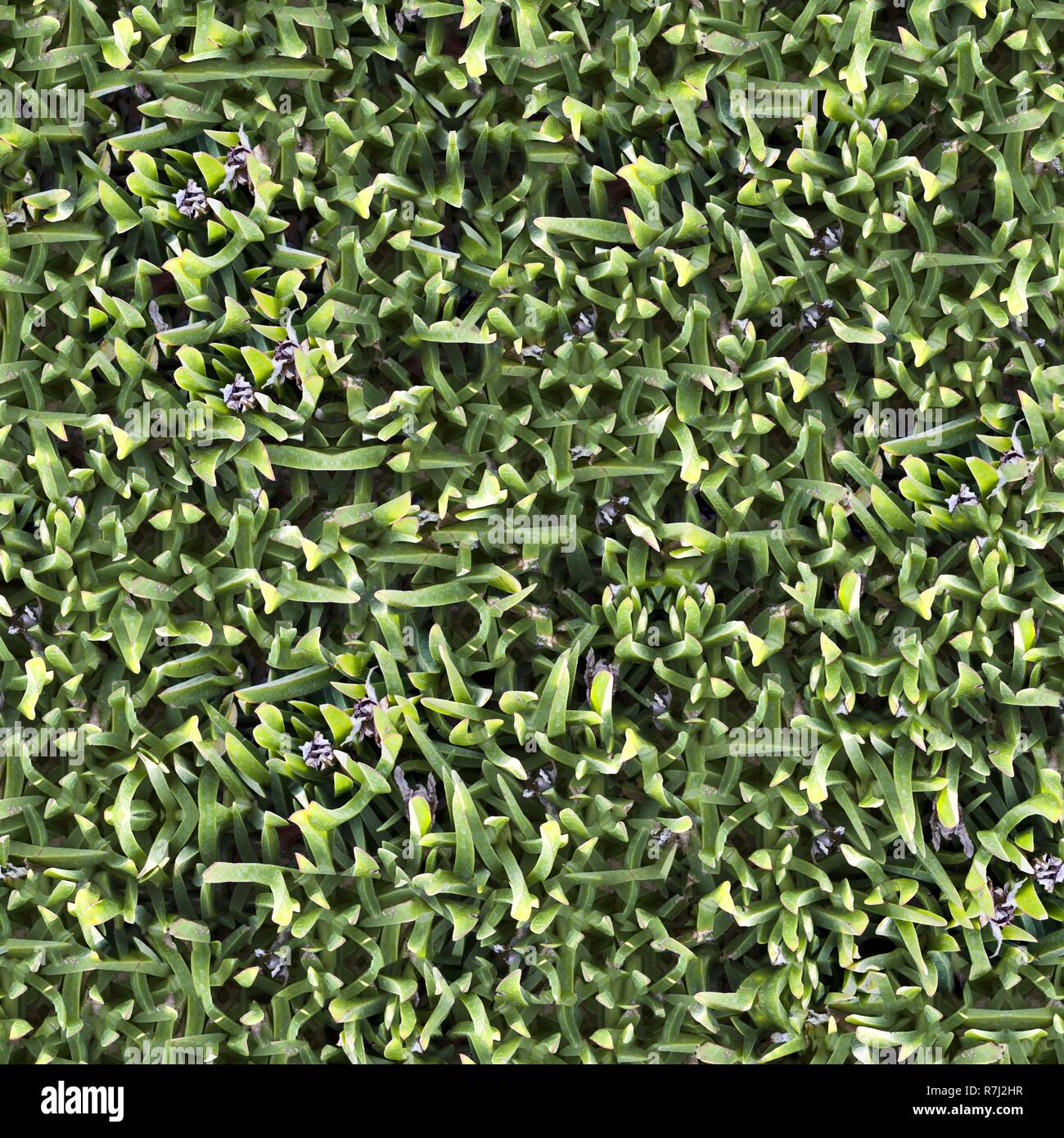 Seamless Green Grass Ground Pattern Background Texture Stock Photo - Alamy