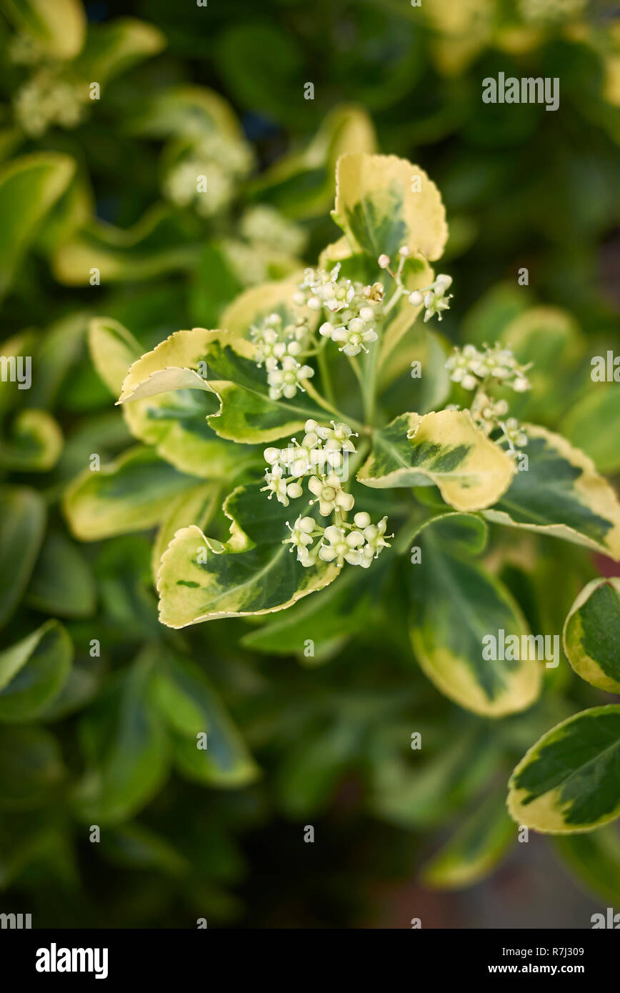 Japanese Spindle Tree Or Shrub High Resolution Stock Photography And Images Alamy Japanese Spindle Tree Or Shrub High Resolution Stock Photography And Images Alamy