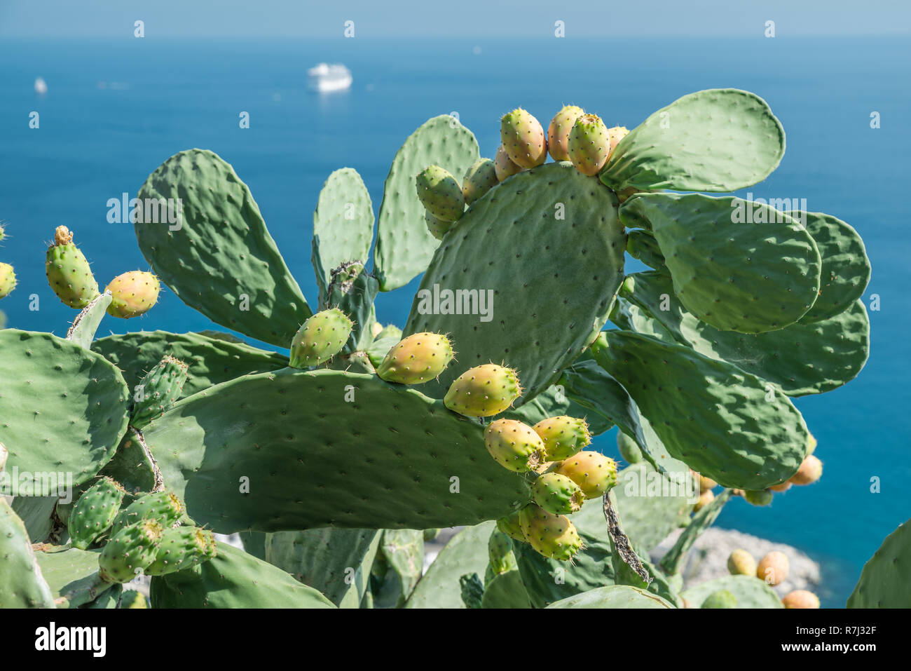 Opuntia fruit or prickly pear fruit in nature. Green pads covered with fruit. Stock Photo