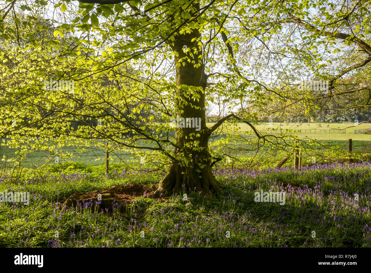 Bluebell wood in Spring, Beech tress, fresh green foliage, evening sun Stock Photo