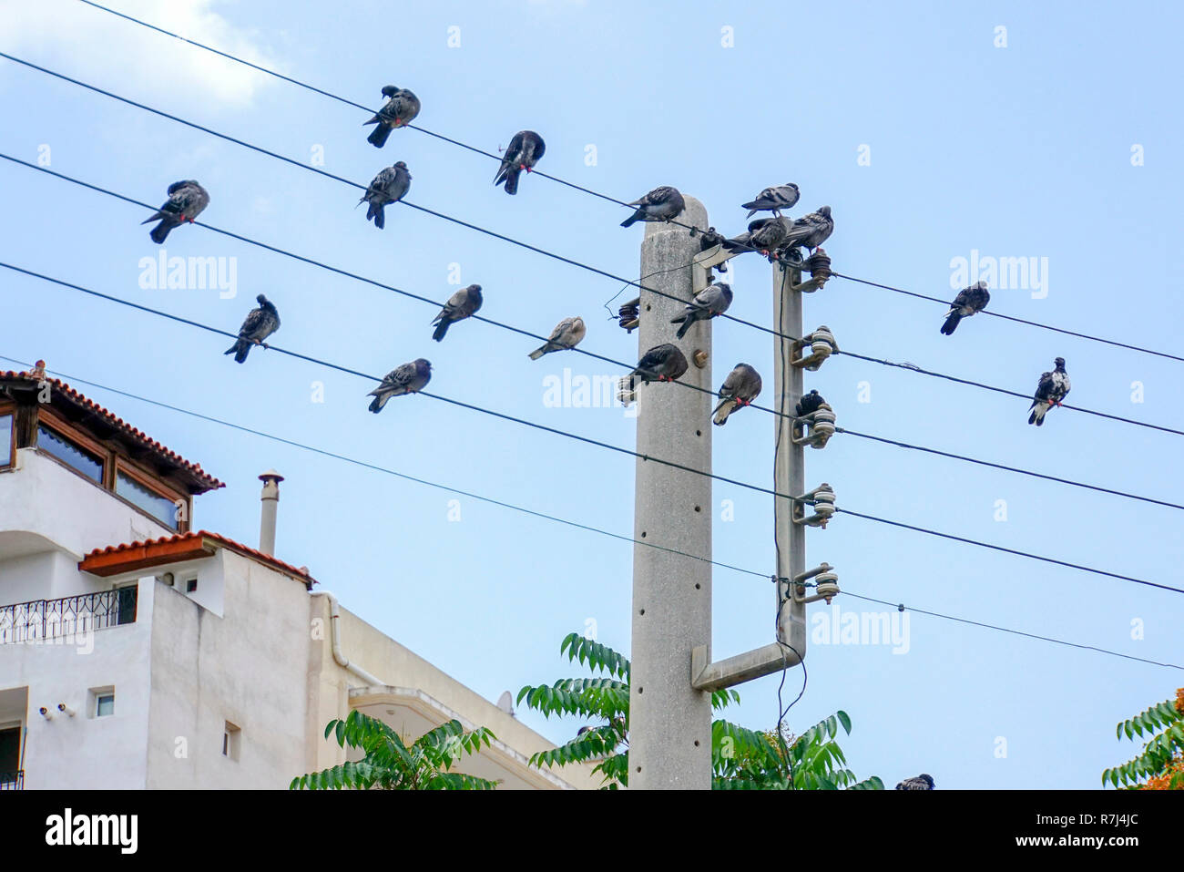 Birds on electric wire Stock Photo Alamy