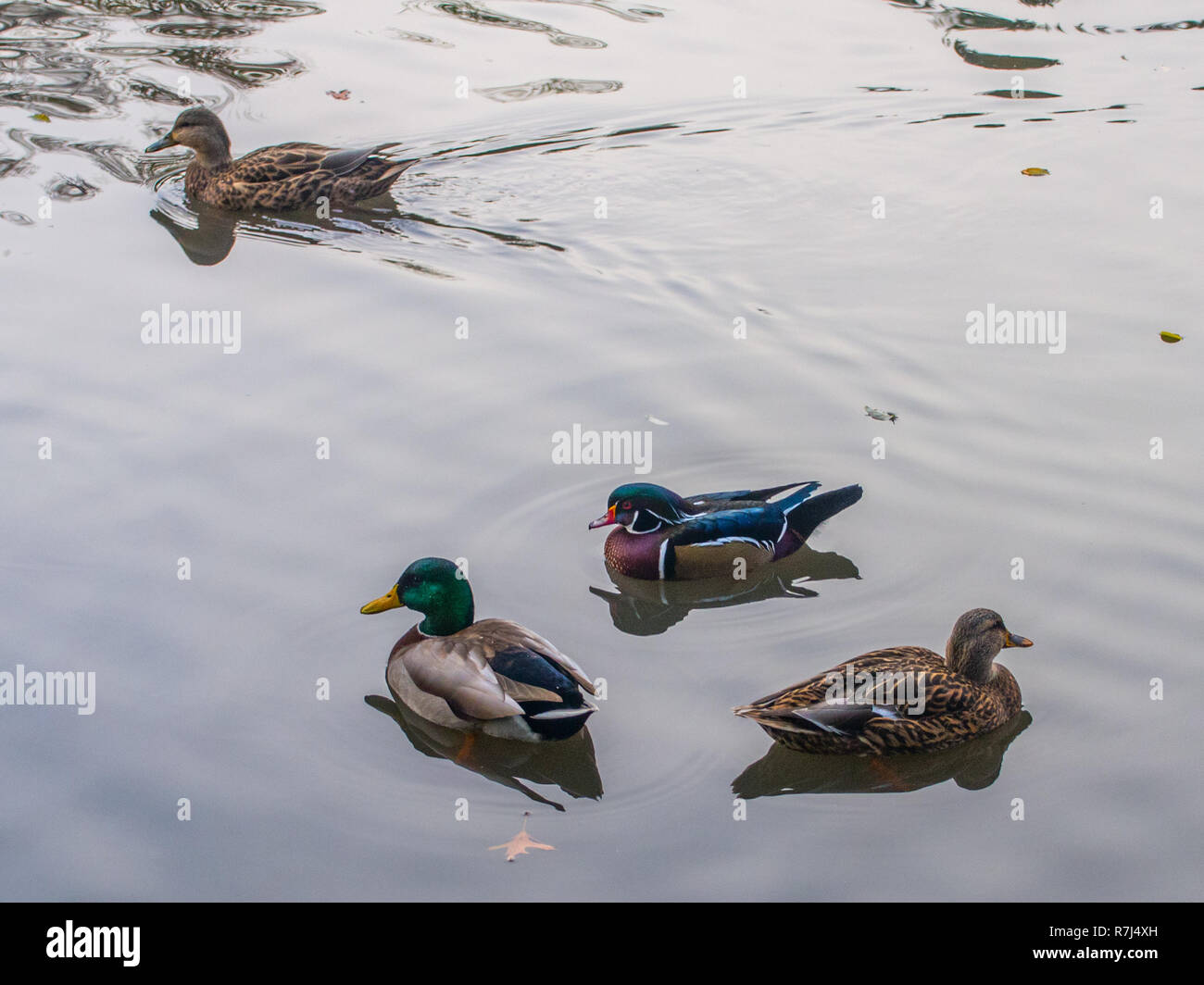 Mandarin duck swimming with another ducks on a pond Stock Photo