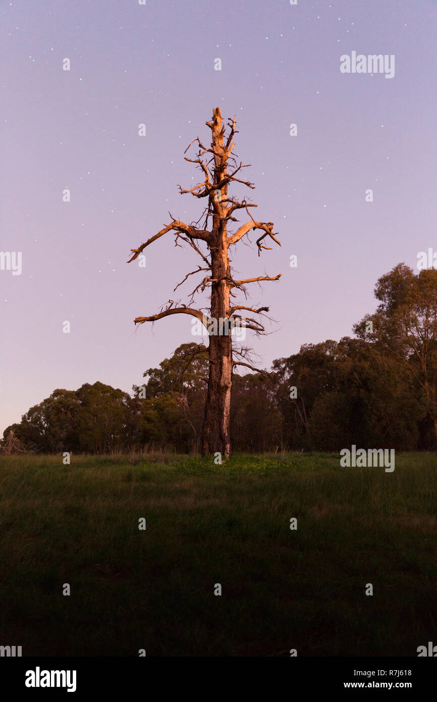 Dead tree standing in open forest area with stars. Stock Photo