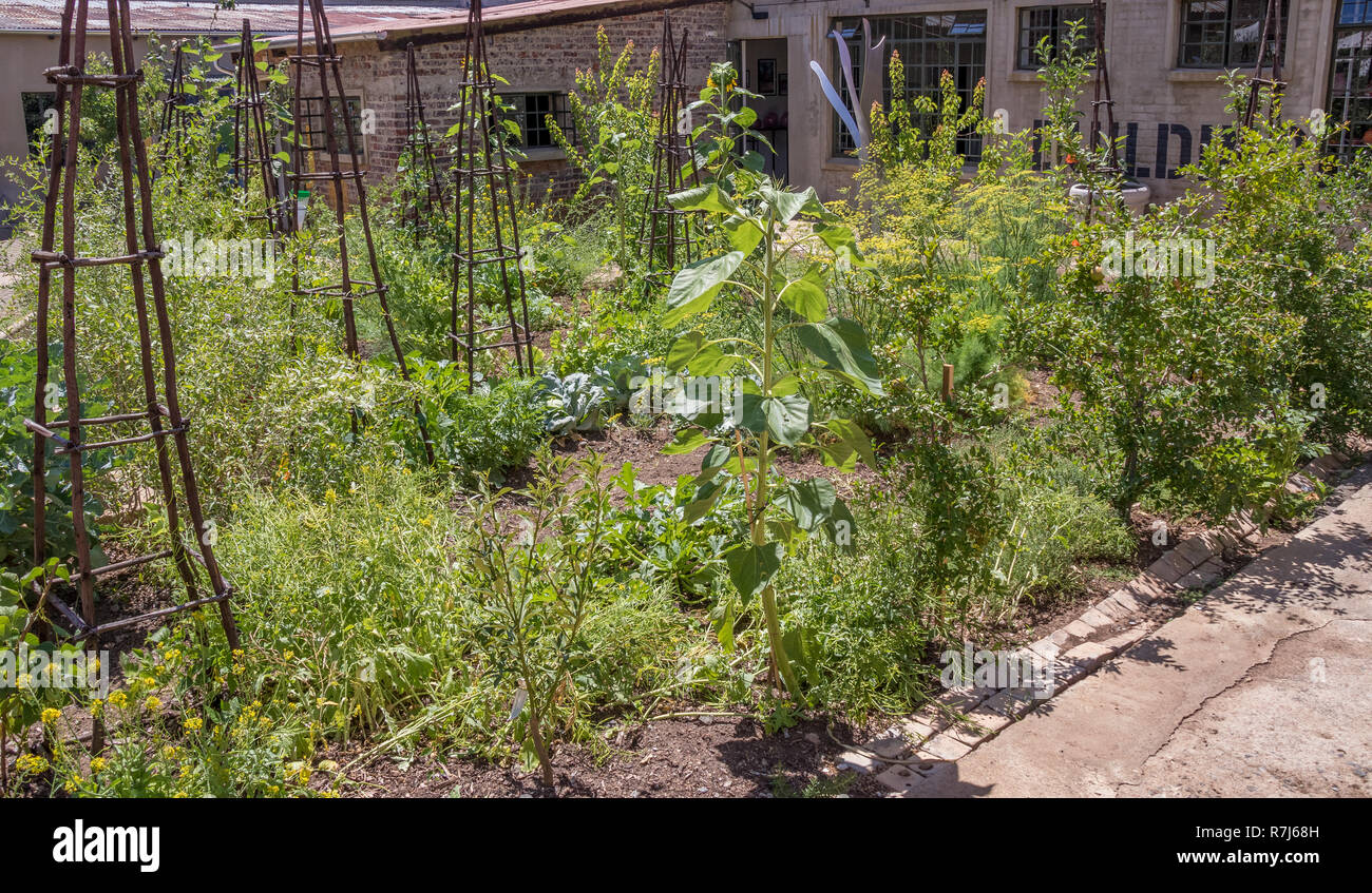 Johannesburg, South Africa - The Victoria Yards in Bertrams drive an urban agricultural project for job creation and money generation Stock Photo