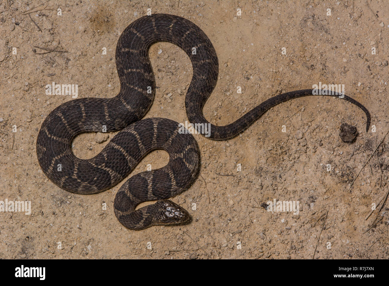Northern Watersnake High Resolution Stock Photography and Images - Alamy