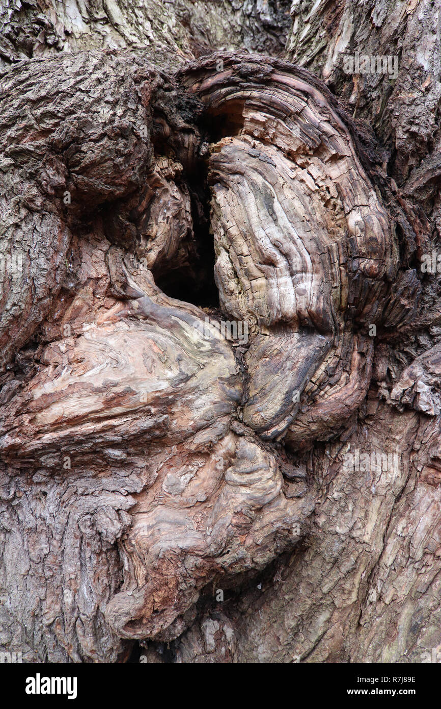 Detail of the bizarre forms of bark of very old willow Stock Photo