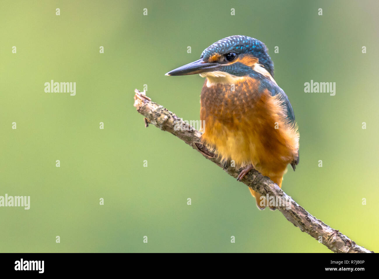 Eurasian kingfisher (Alcedo atthis). This bird is a widespread small kingfisher with distribution across Europe, Asia and North Africa. It is resident Stock Photo