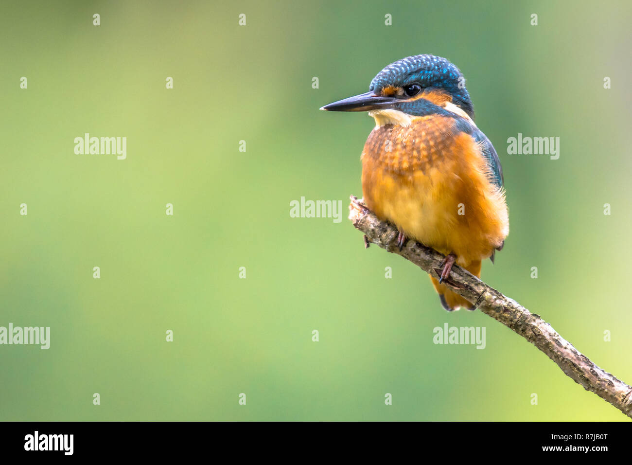 Eurasian kingfisher (Alcedo atthis) with copyspace. This bird is a widespread small kingfisher with distribution across Europe, Asia and North Africa. Stock Photo