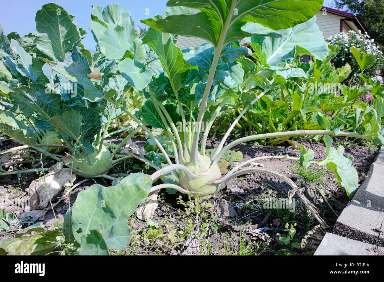 Kohlrabi mature Cabbage Grows in a Garden Bed Stock Photo