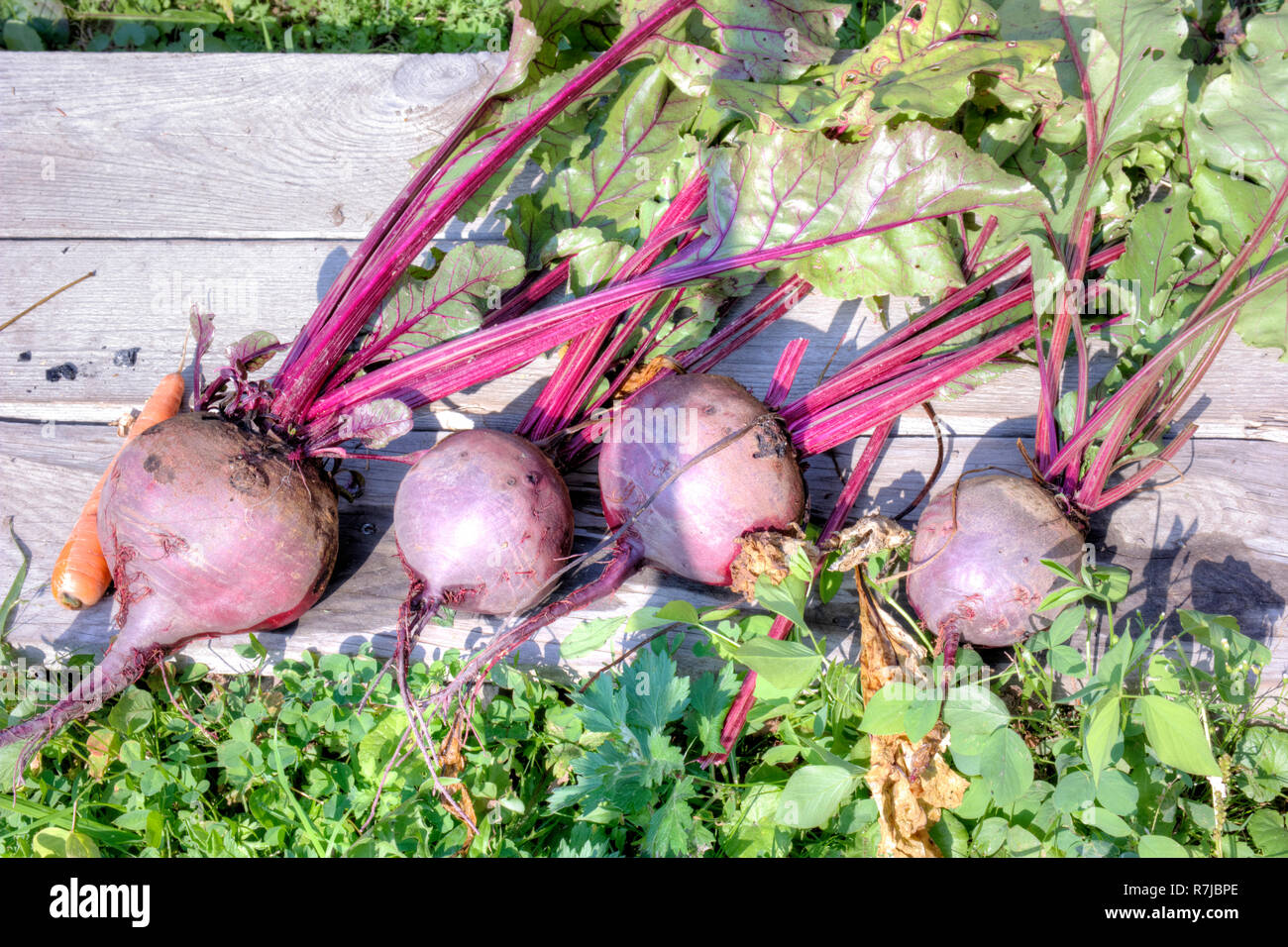 Mature beetroot lies on the garden bed Stock Photo