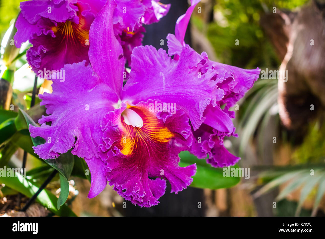 Cattleya hybrid orchid, with jungle vegetation background Stock Photo
