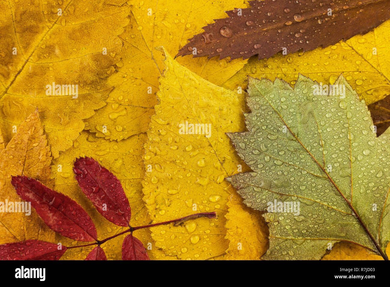 autumn leaves with drops of water closeup Stock Photo