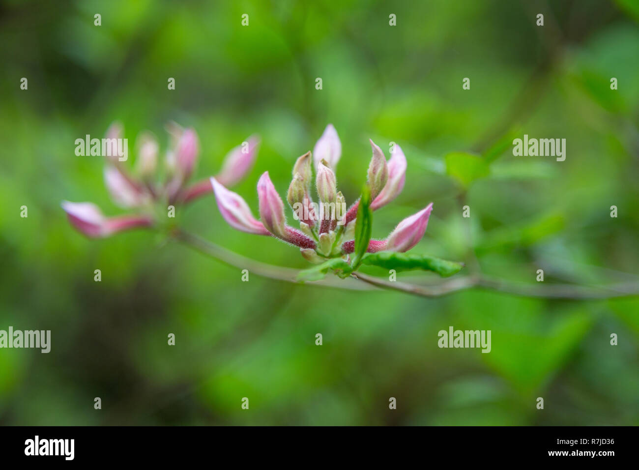 Page 6 Deciduous Azalea High Resolution Stock Photography And Images Alamy