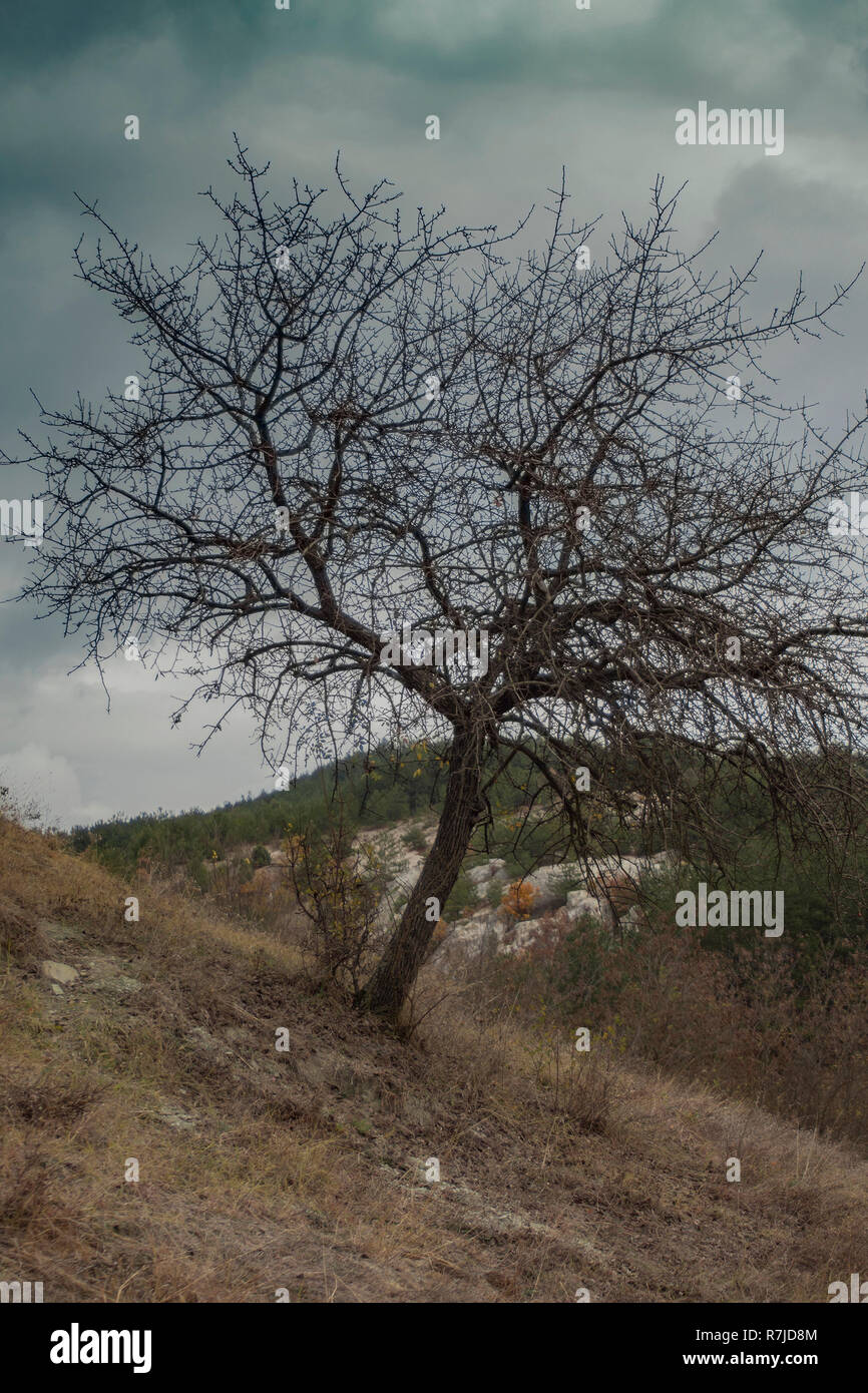Lonely autumn silhouette hi-res stock photography and images - Alamy