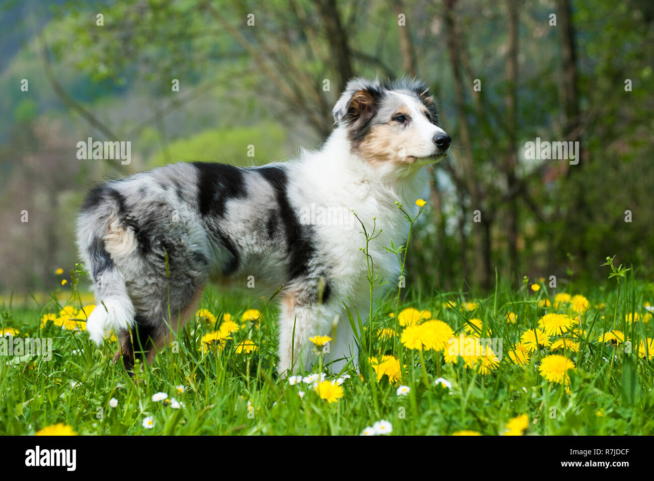 Puppy in a spring meadow Stock Photo - Alamy