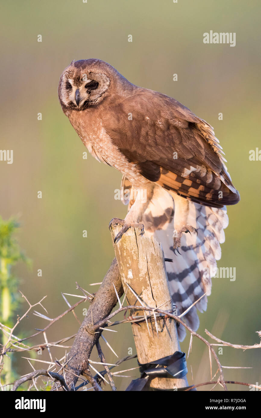 Marsh Owl (Asio capensis tingitanus), adult stretching a wing Stock Photo