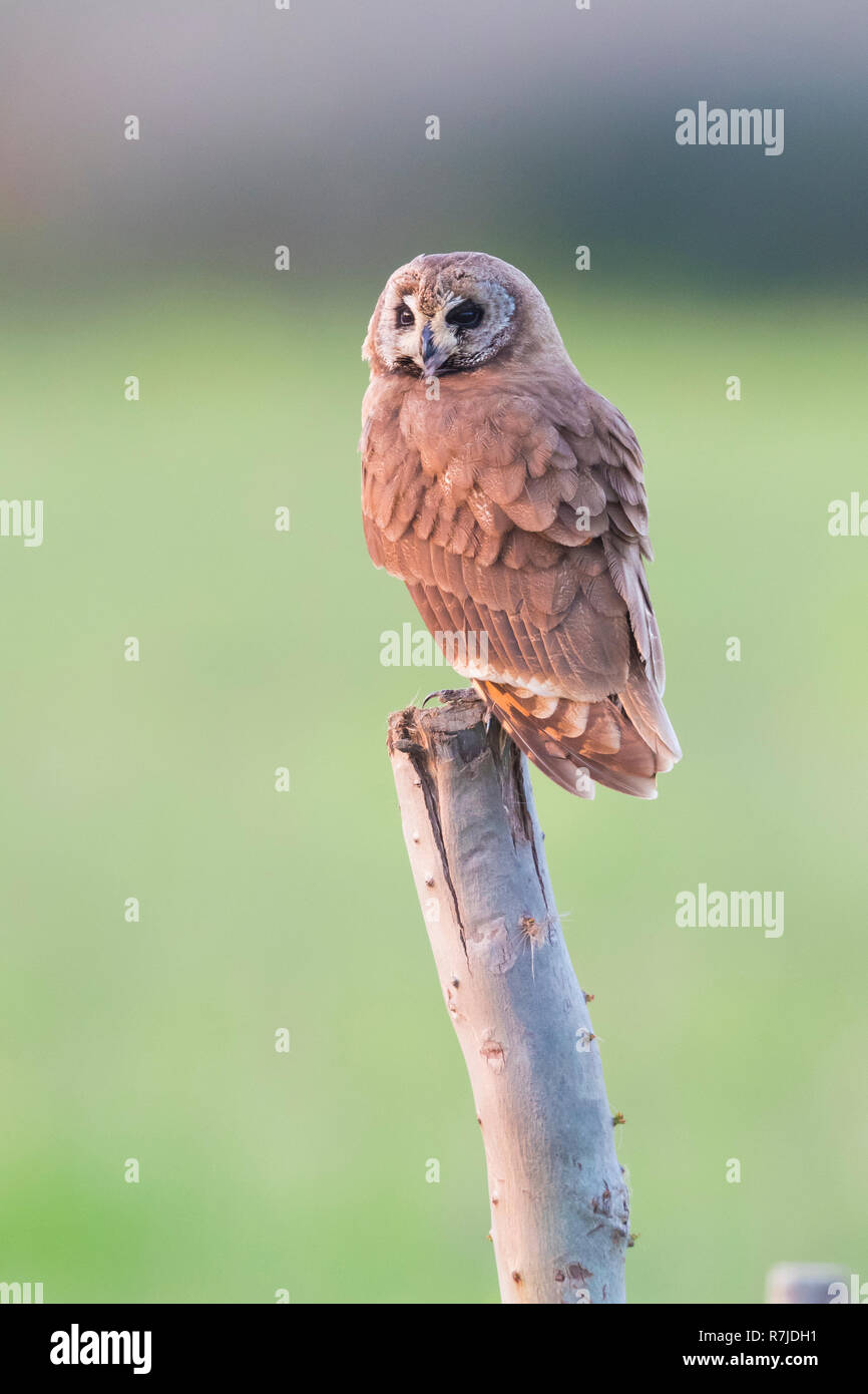 Marsh Owl (Asio capensis tingitanus), adult perched on a post in Morocco Stock Photo