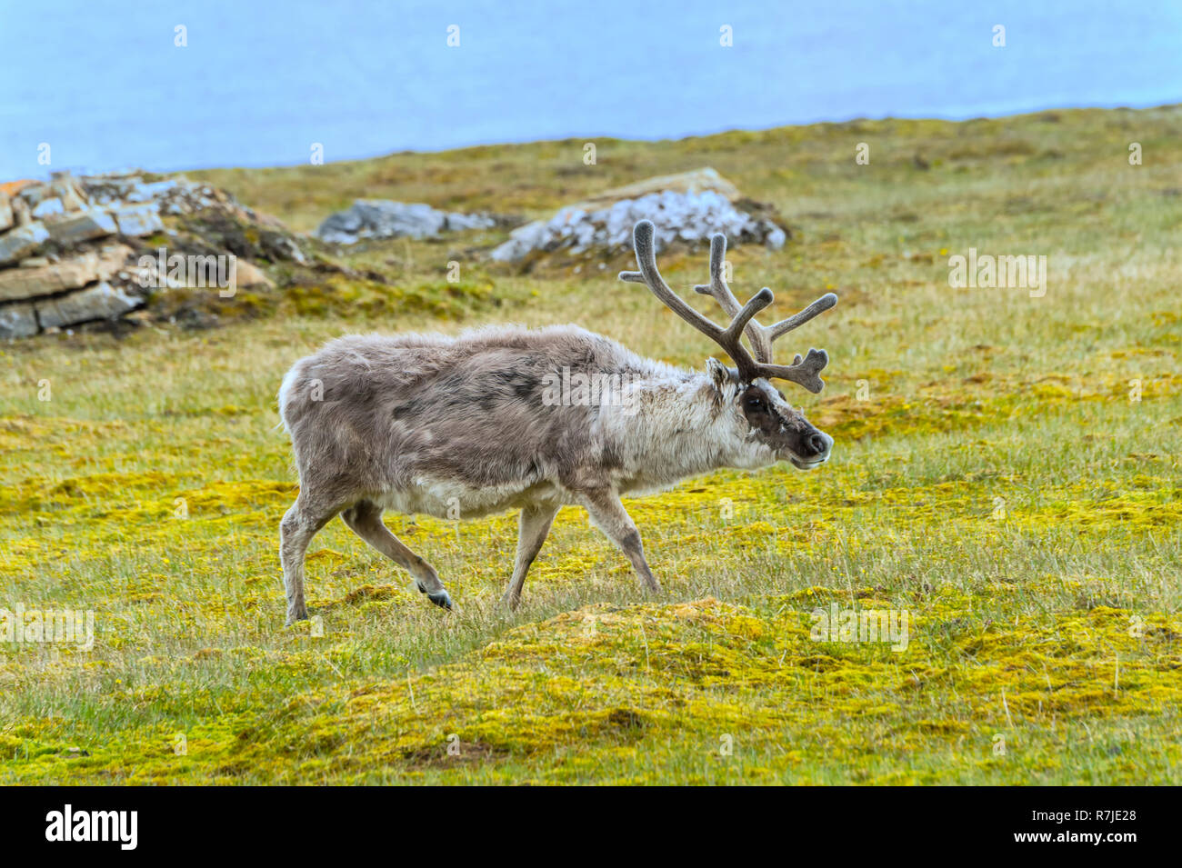 Svalbard Reindeer (Rangifer tarandus platyrhynchus) in the toundra ...