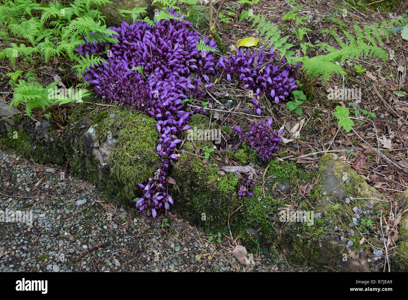 Purple toothwort, a parasitic plant Stock Photo