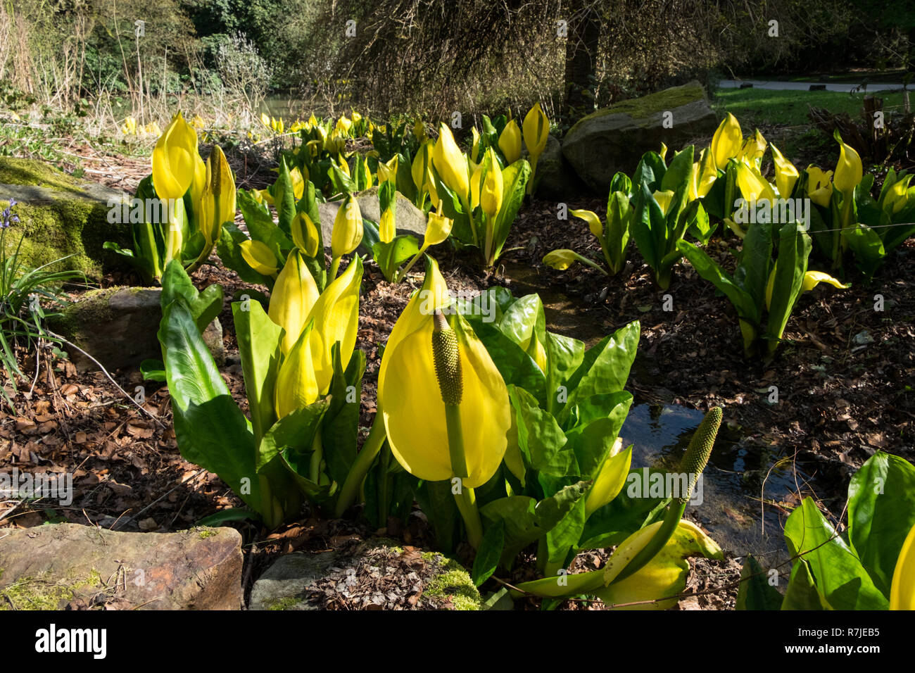 Yellow skunk cabbage, lysichiton americanus growing in bog garden Stock
