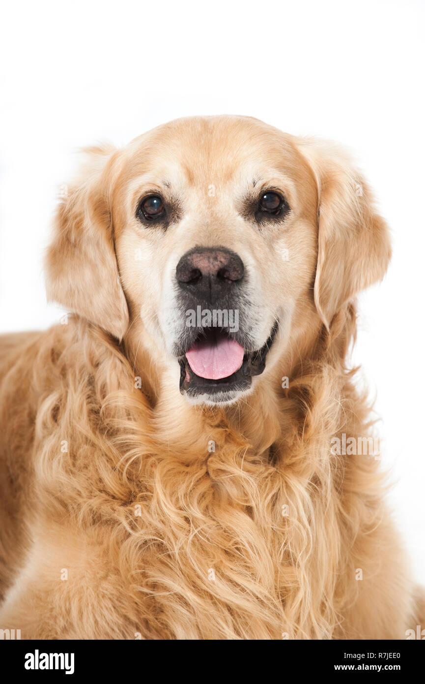 Older golden retriever hi-res stock photography and images - Alamy
