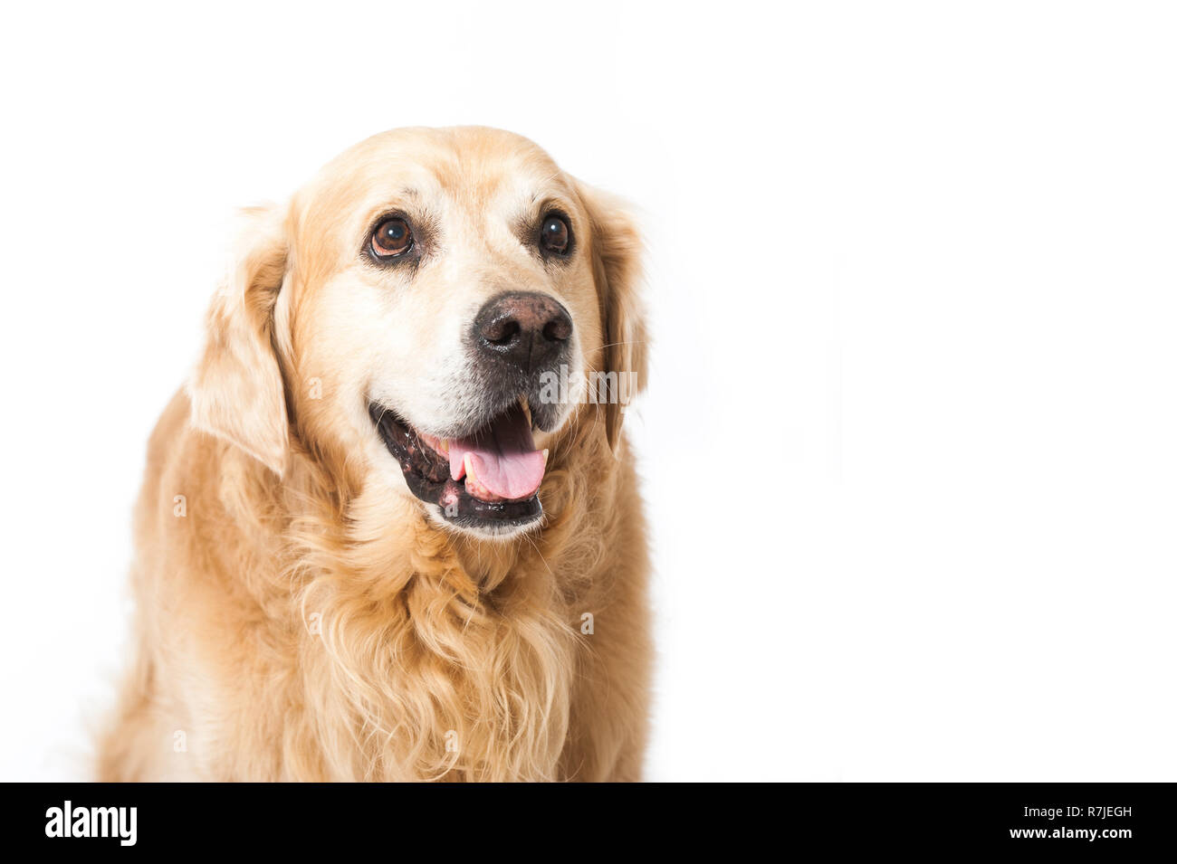 Older golden retriever hi-res stock photography and images - Alamy