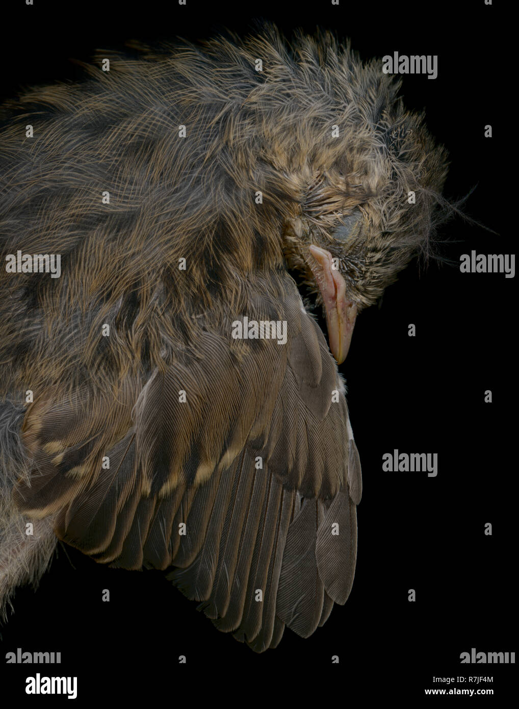A dead Dunnock chick against a black background Stock Photo